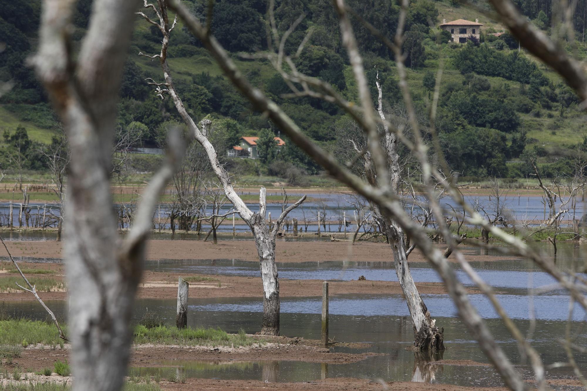 La ría de Villaviciosa se malbarata: la ruina de un entorno privilegiado asturiano