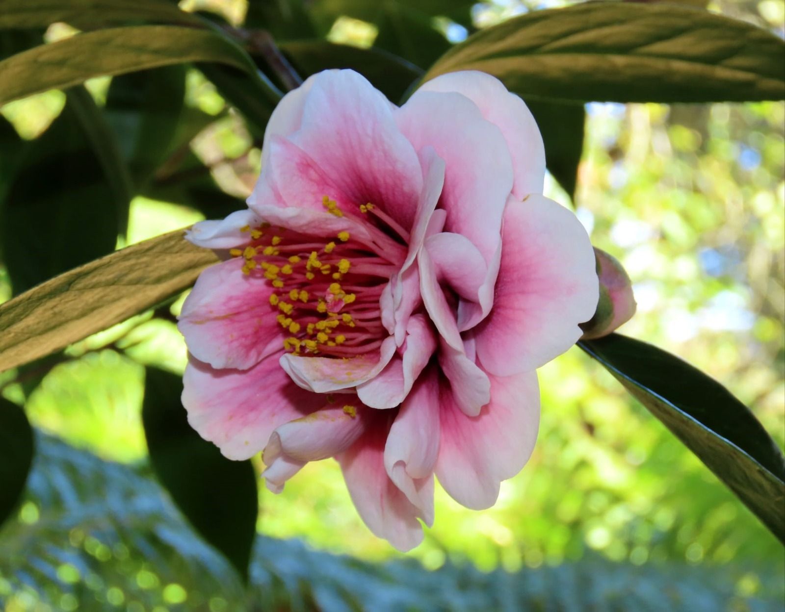 De paseo por el vergel de San Justo, en Villaviciosa