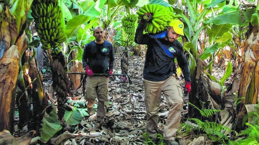 Trabajadores en una plantación de plataneras del Archipiélago. | | E.D.