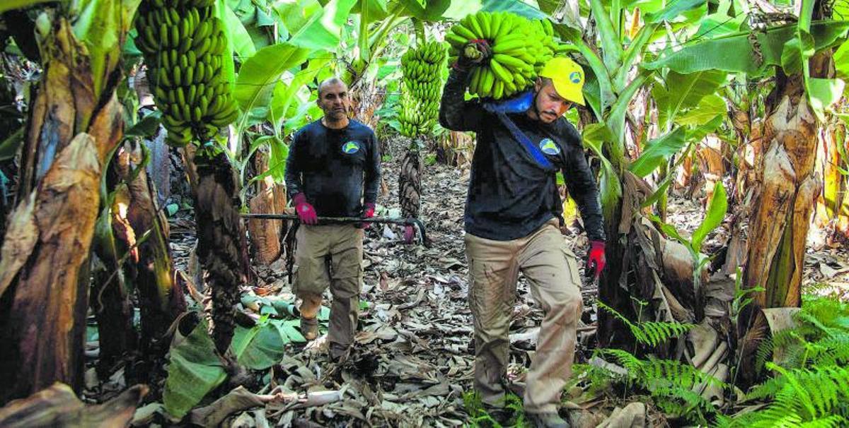 Trabajadores en una plantación de plataneras del Archipiélago. | | E.D.