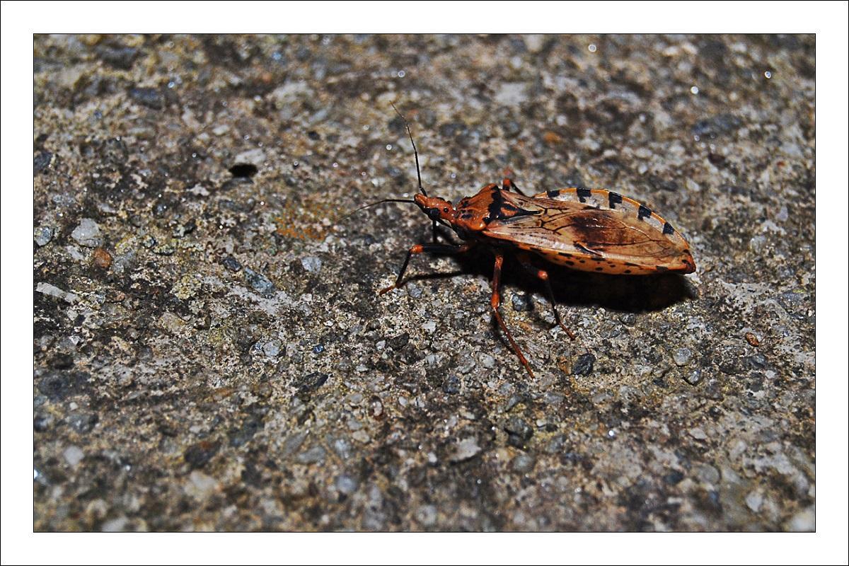 ¿Qué es la enfermedad de Chagas?