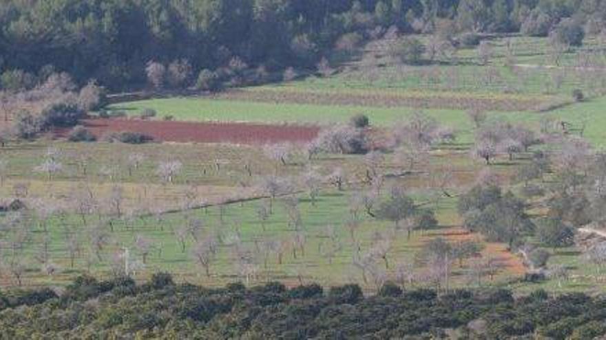 Vista de una zona agrícola de Ibiza.