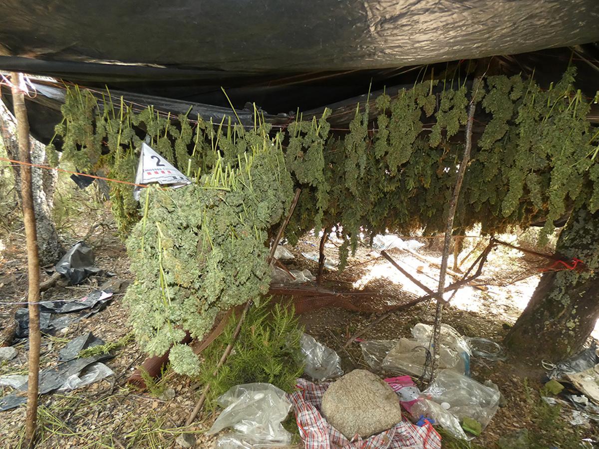 Part de la droga confiscada pels Mossos d'Esquadra.