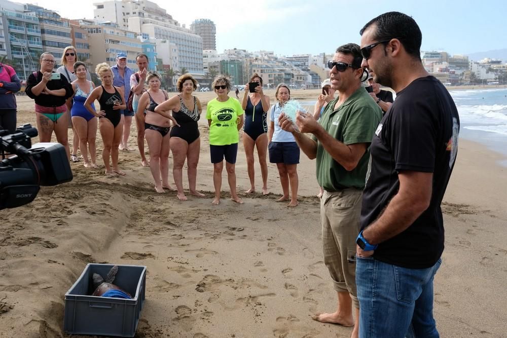 Suelta de una tortuga boba en Las Canteras