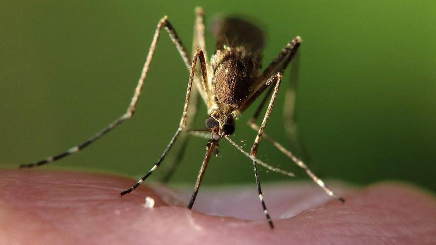 Extremadura solicita ayuda ciudadana para detectar al mosquito tigre