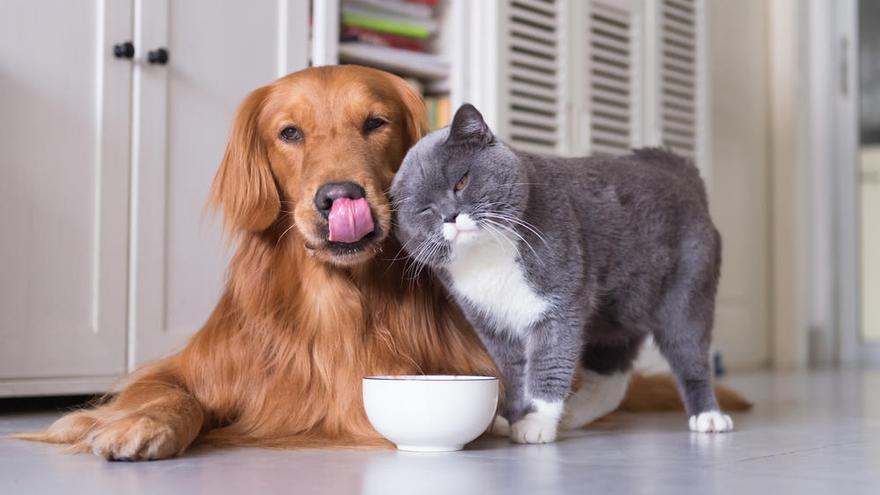 Un gatos corto británico junto a un Golden Retriever.