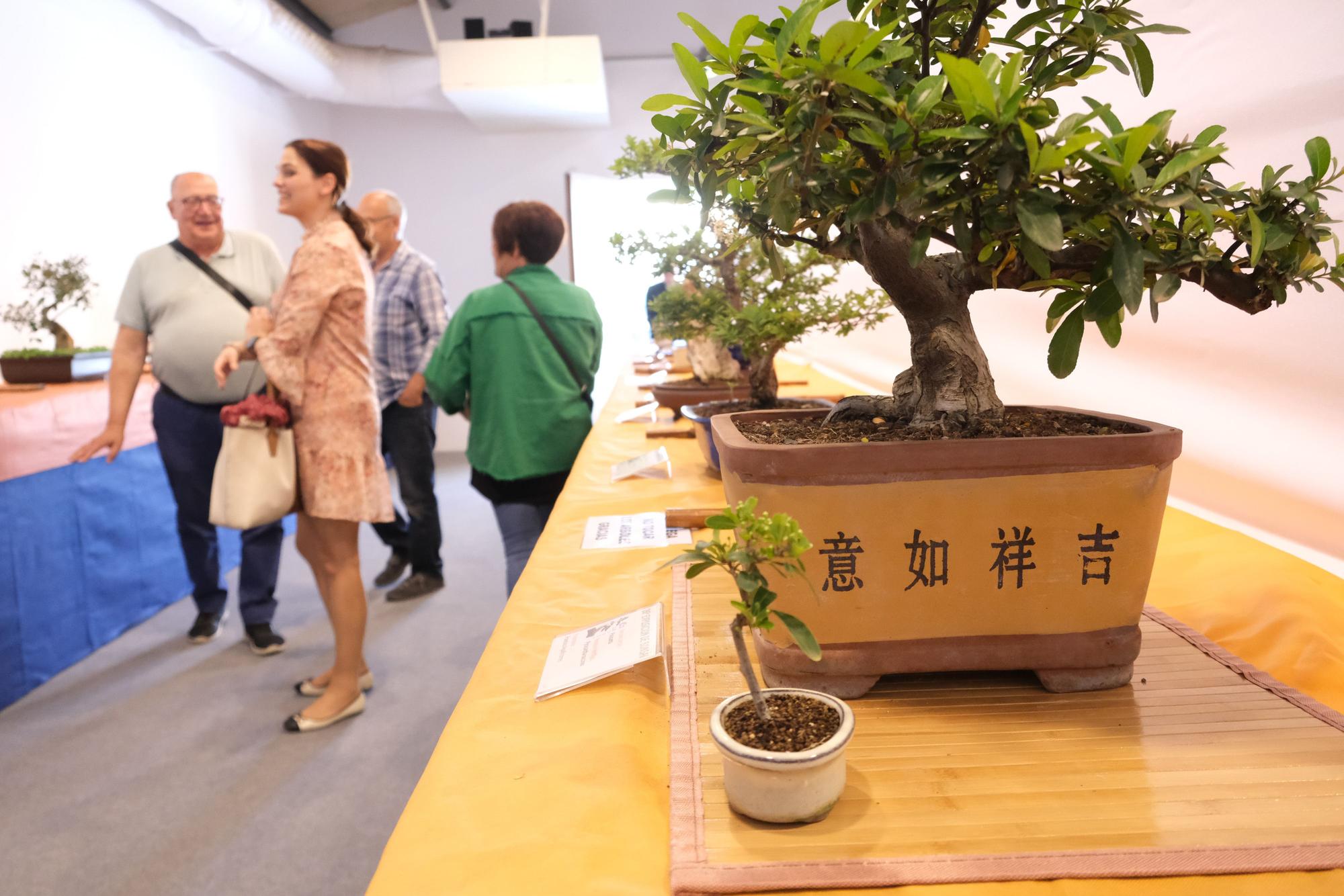 El arte del bonsai se expone en Elche