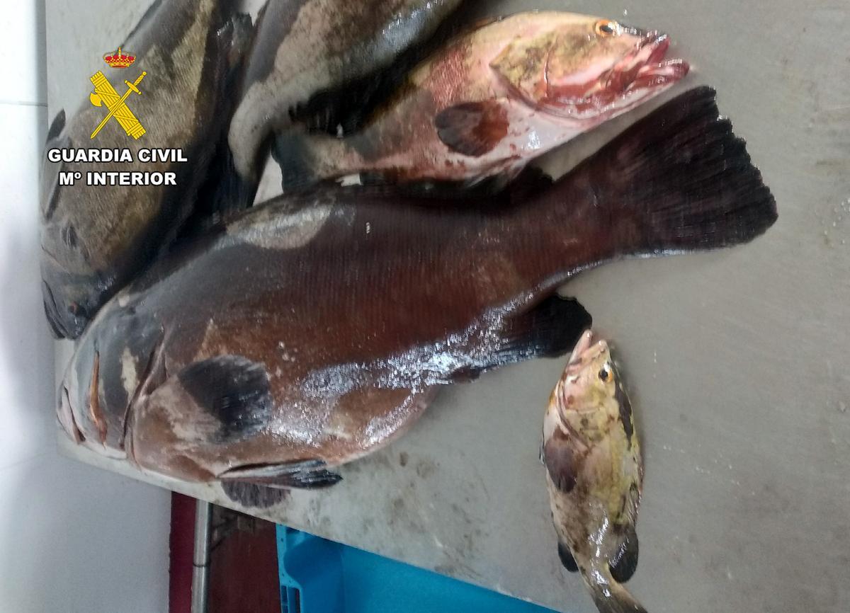 Pescados incautados a los detenidos.
