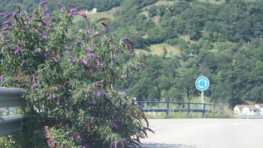 El seto que dificulta la visión del acceso a la glorieta en Campera.