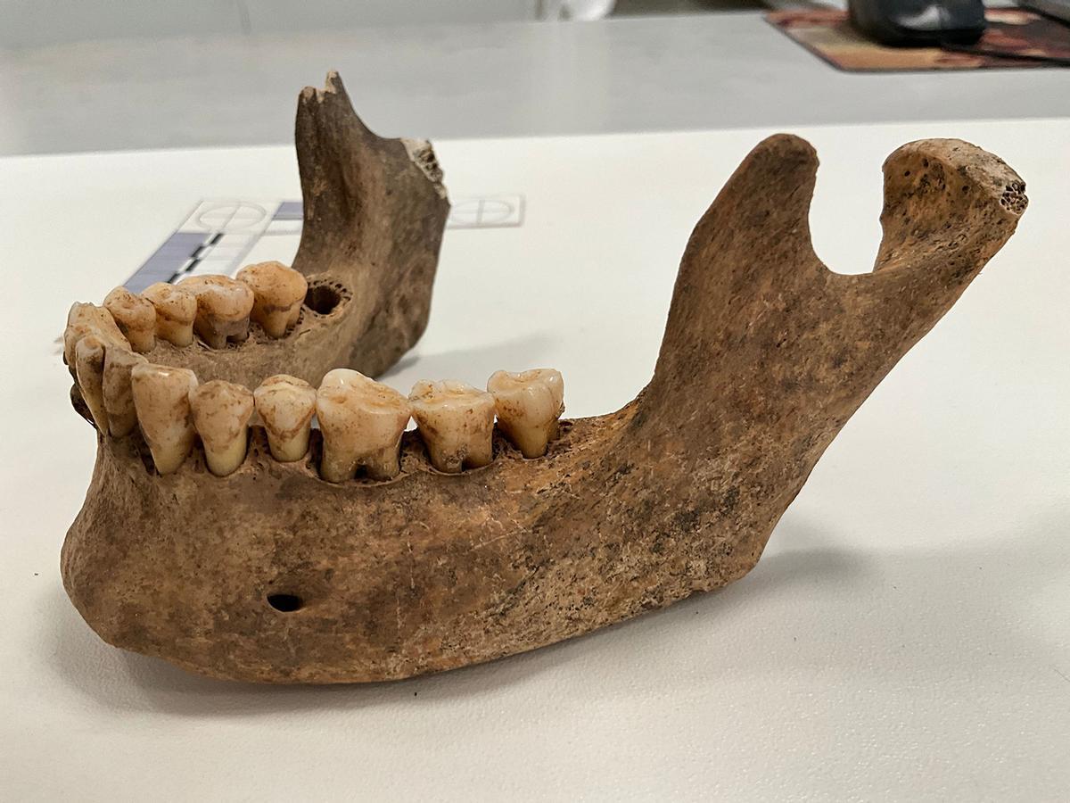 Mandíbula analizada en el estudio en los laboratorios de la UMA