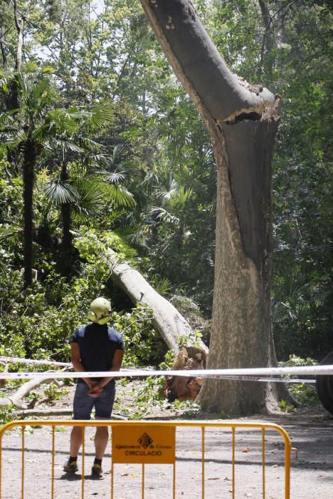 Tanquen fins dilluns els Jardins de la Devesa per la caiguda d''un plàtan