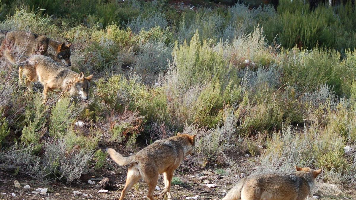 Lobos en cautividad en el Centro del Lobo Ibérico de Robledo de Sanabria. | ARACELI SAAVEDRA
