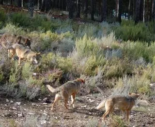 Tenso debate en el Congreso sobre la salida del lobo del Lespre al norte del Duero