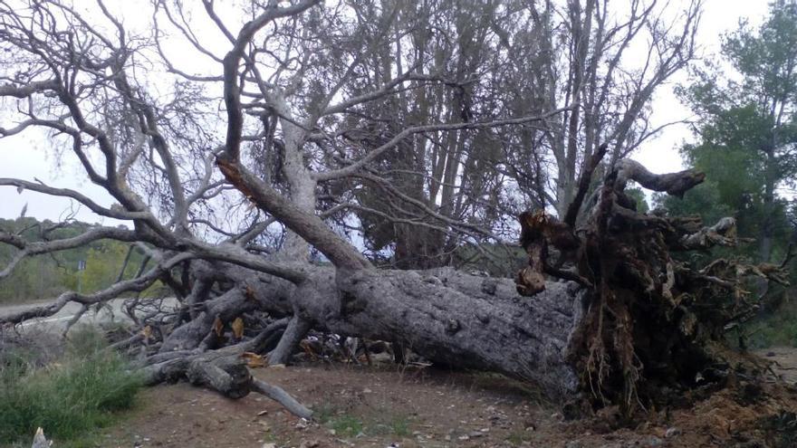 El fin del Pi de la Bassa, el árbol monumental de Serra