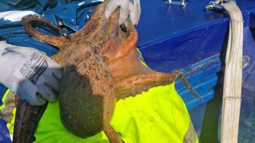 Gardacostas decomisa más de 11 kilómetros de trasmallos y unos 150 kilos de pescado en operativos contra el furtivismo en Galicia, también en Vigo