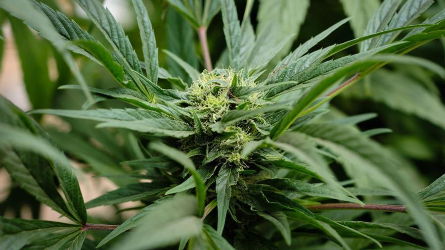 ¿Quieres saber más sobre el cannabis medicinal? Un nuevo estudio de la UIB te interesa