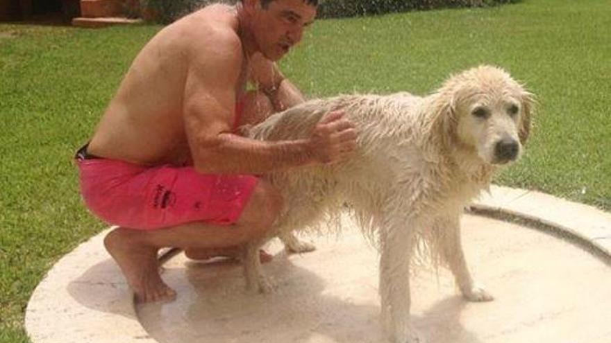 Muere Boots, el perro de Antonio Banderas