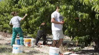 La Costera, la Canal y la Vall d'Albaida pierden 709 hectáreas de frutales y olivos en un año