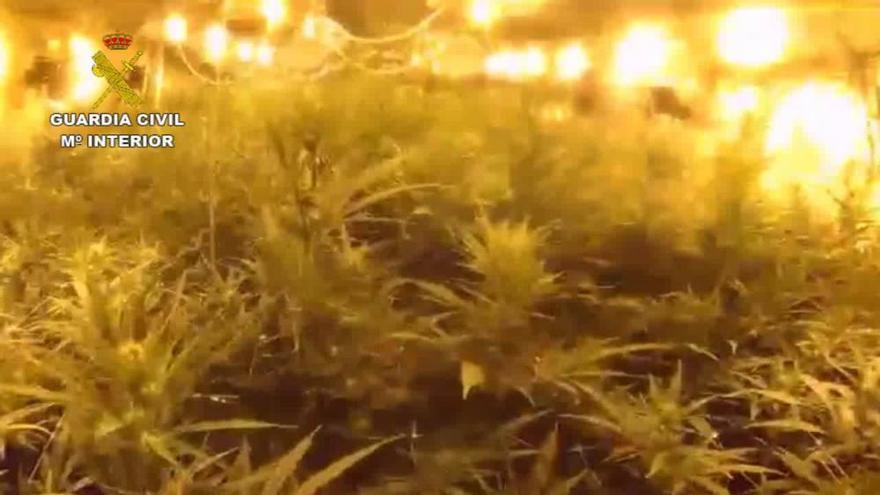 La Guardia Civil de Calp ha desarticulado una banda que cultivaba marihuana