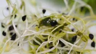 ¿Cuáles son los beneficios de la alfalfa para la salud?
