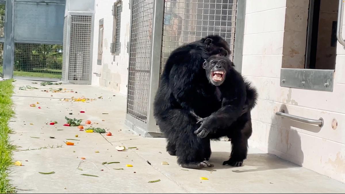 Vanilla a la reserva de ximpanzés de l'organització Save The Chimps a Florida