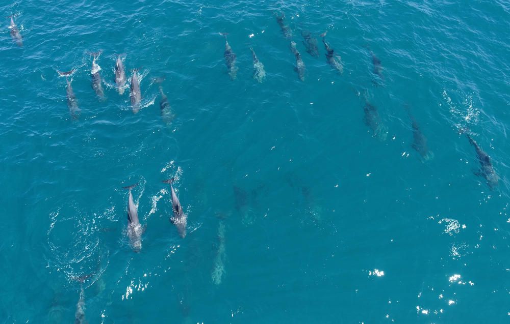 Dolphins are seen as they swim near the shore of ...