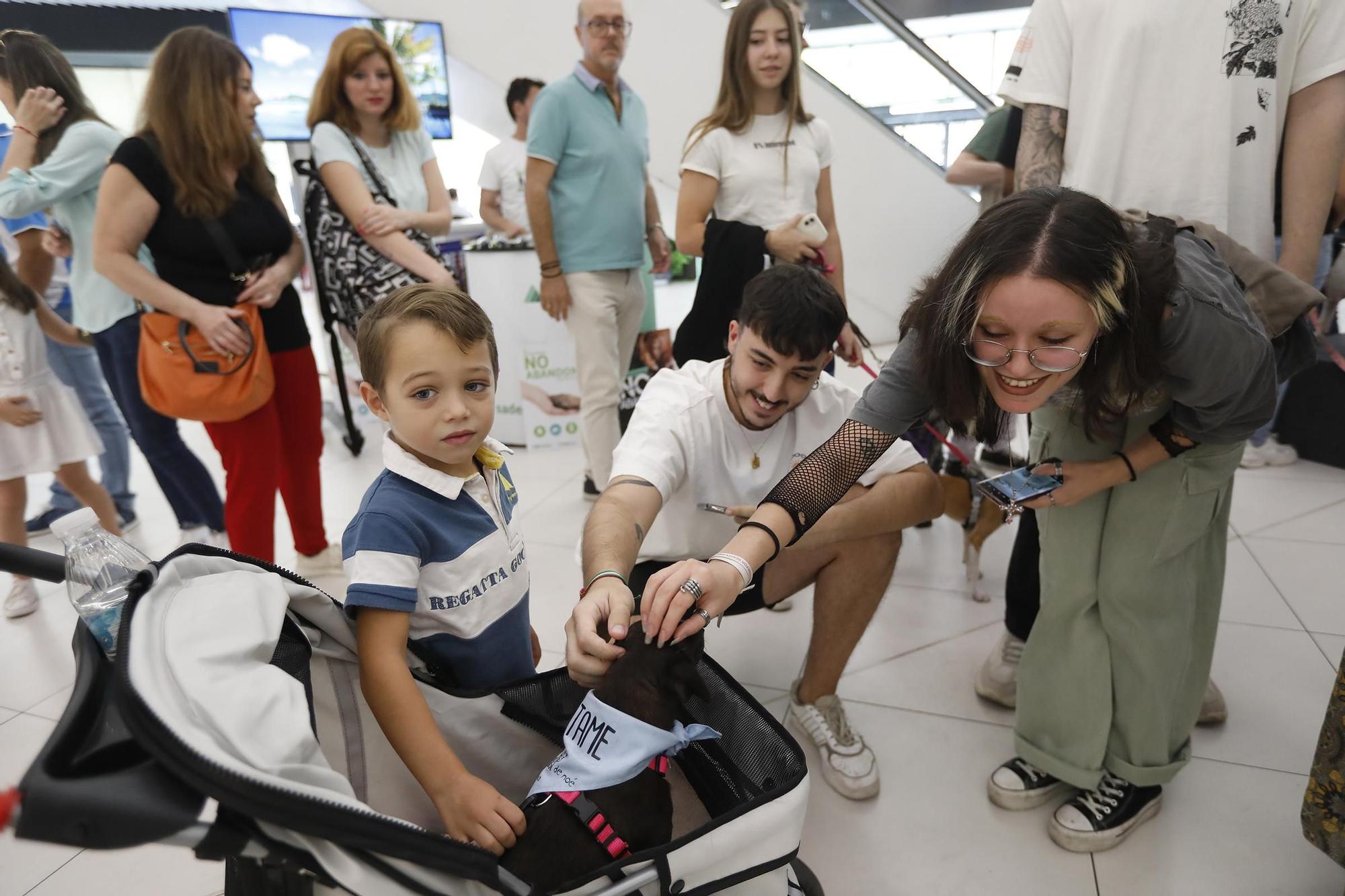 Las imágenes del desfile de perros en adopción en el Centro Comercial La Sierra