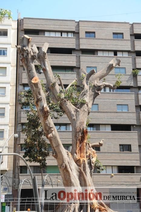 El estado final del ficus de Santo Domingo