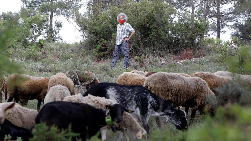Alega el uso comunal de unas tierras privadas en un pueblo de Zamora para dejar allí el rebaño