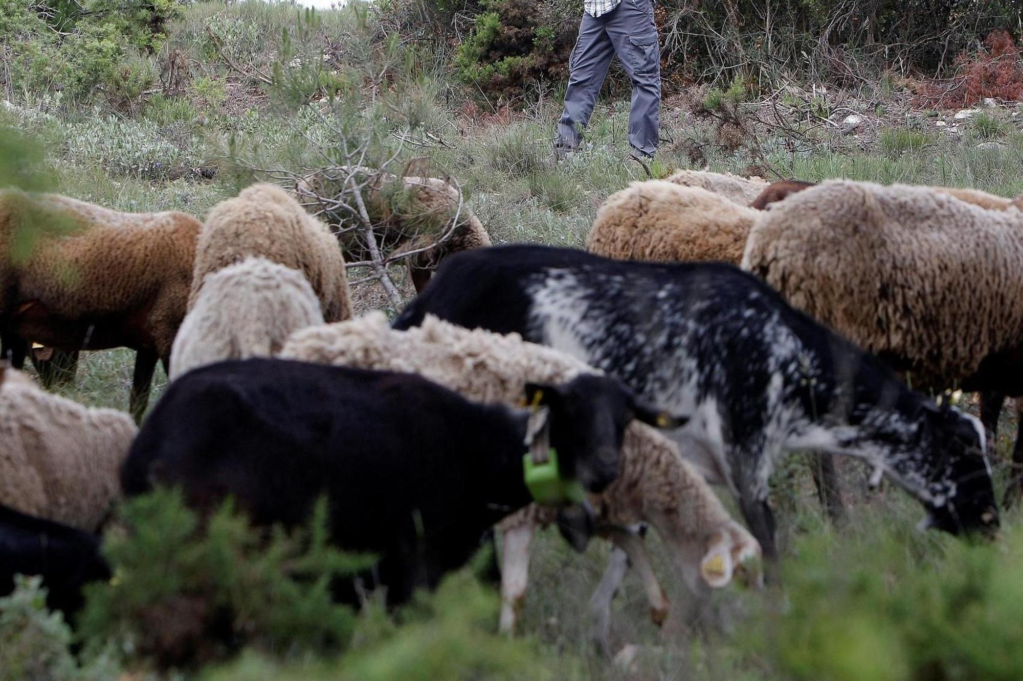 Un rebaño de ovejas pasta en el campo.