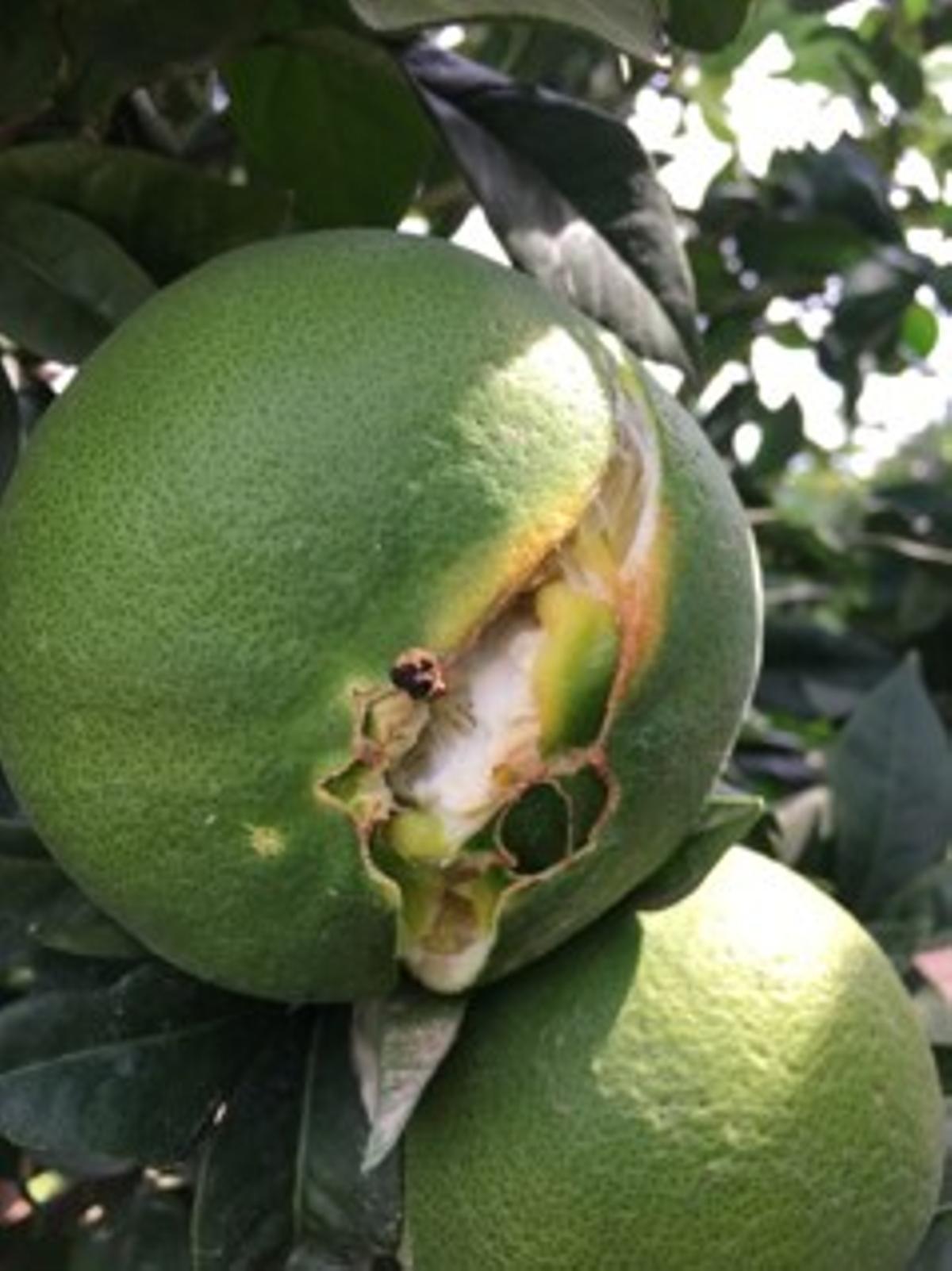 Naranja afectada por el rajado.