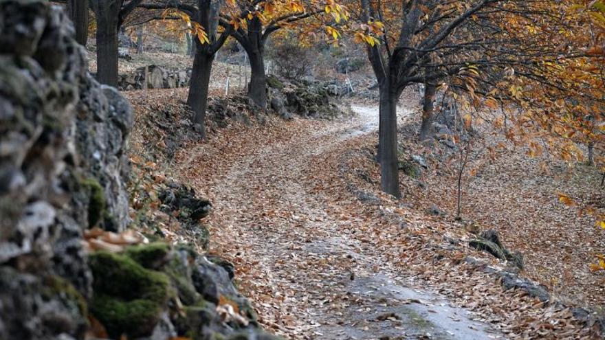 Caminho de Torres entre castaños en Sernancelhe