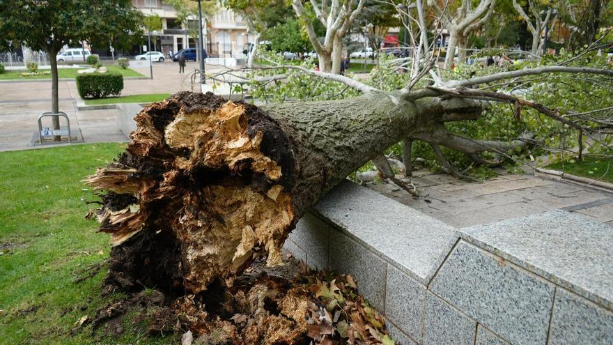 Las rachas de viento tumban un árbol de gran porte en un parque de Zamora