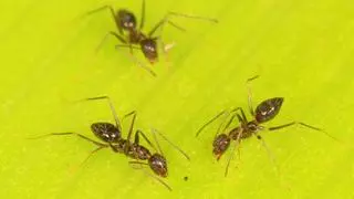 Hormiga loca: qué hace, dónde vive y cómo eliminarla