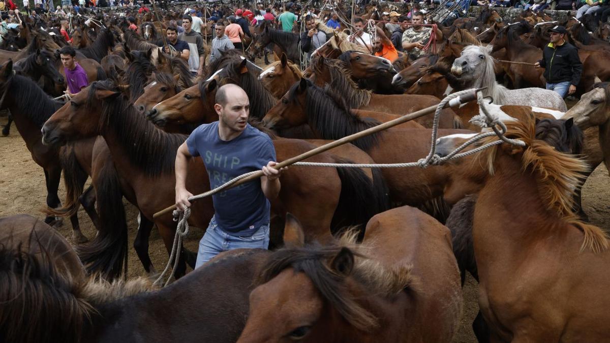 Los ganaderos capturan a las
“burras” para sanear y marcar, 
ayer, en Mougás.   | // RICARDO GROBAS