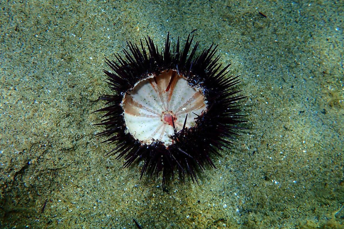 El Mediterráneo también sufre la mortalidad de erizos de mar