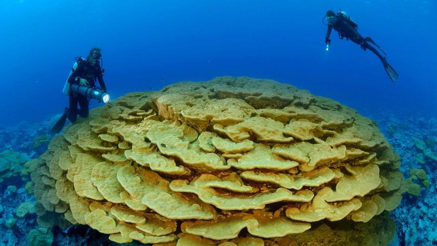 Dos ecologistas estudian un antiguo coral de lóbulo en el Arrecife Kingman, que se encuentra a medio camino entre Hawai y Samoa Americana en el Océano Pacífico.