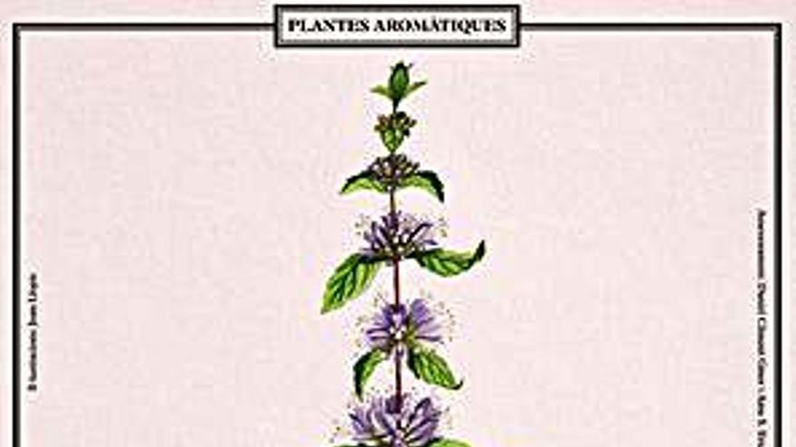 Herba-sana (Mentha spicata)