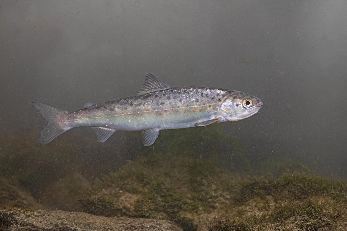 El salmón español es una "joya genética", según los expertos