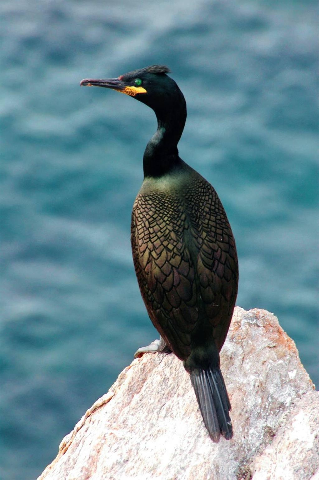 Cormorán Moñudo en las Islas Cíes
