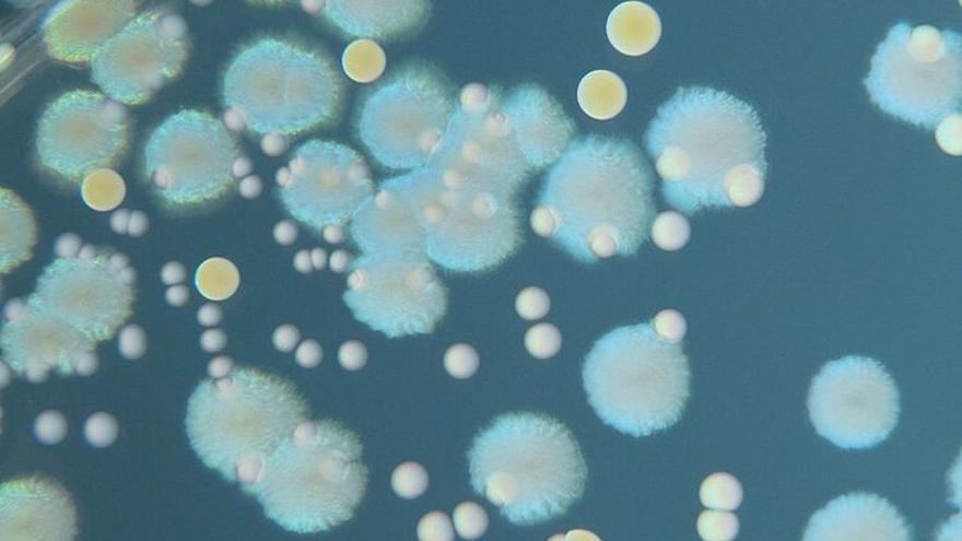bacteria Pseudomonas aeruginosa