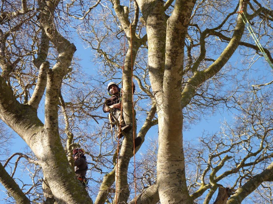 Podan el ´lledoner´ de Montuïri, catalogado como árbol singular de Balears