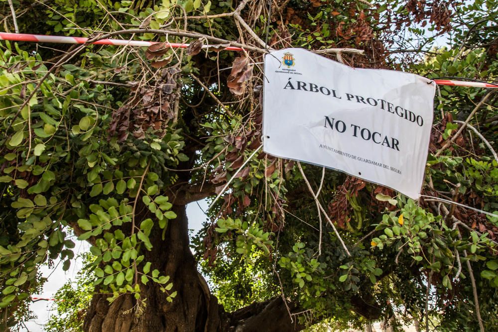 Guardamar protege un árbol monumental