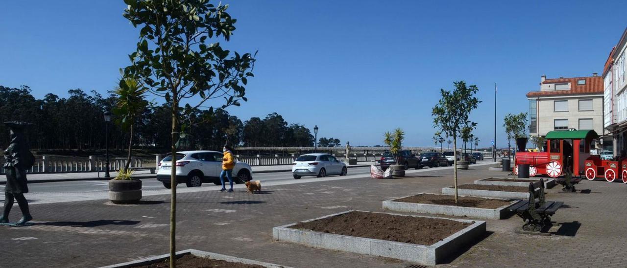 En la plaza de Os Olmos se han plantado seis ficus australianos para dar sombra.