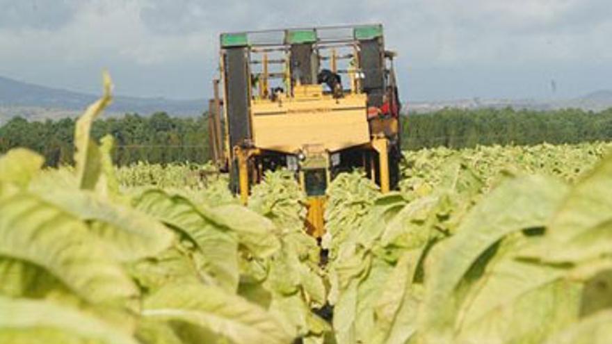 El Parlamento Europeo pide que las ayudas al tabaco se mantengan hasta el 2013