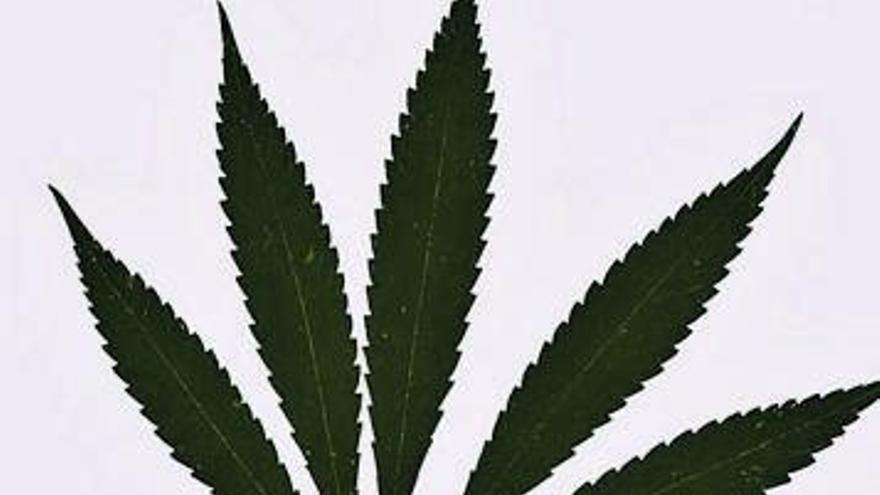 Cannabis: legalización