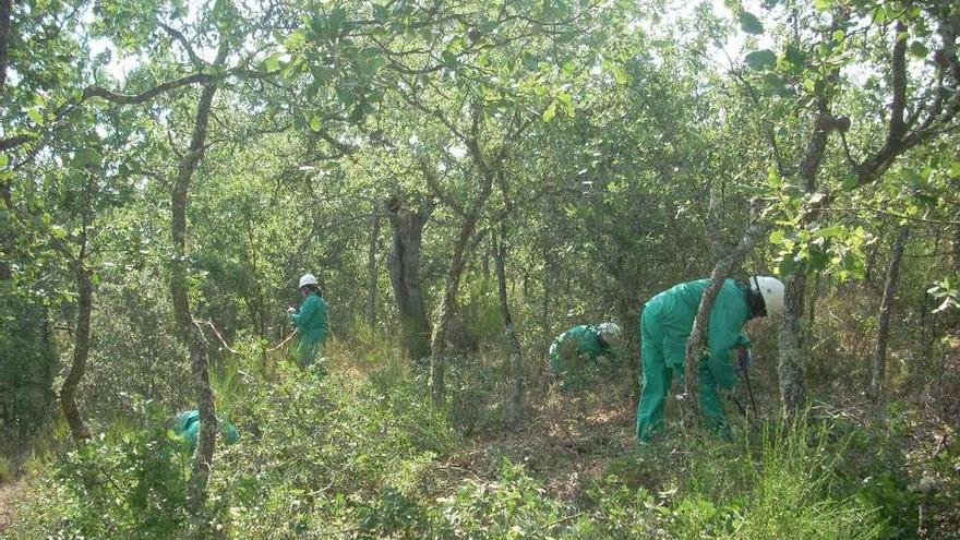 Un grupo de personas procede a la limpieza de una masa forestal en Corrales.