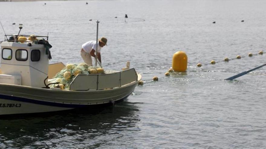 Pescadores de la Cofradía de San Pedro en anteriores campañas de recogida de medusas en el Mar Menor.