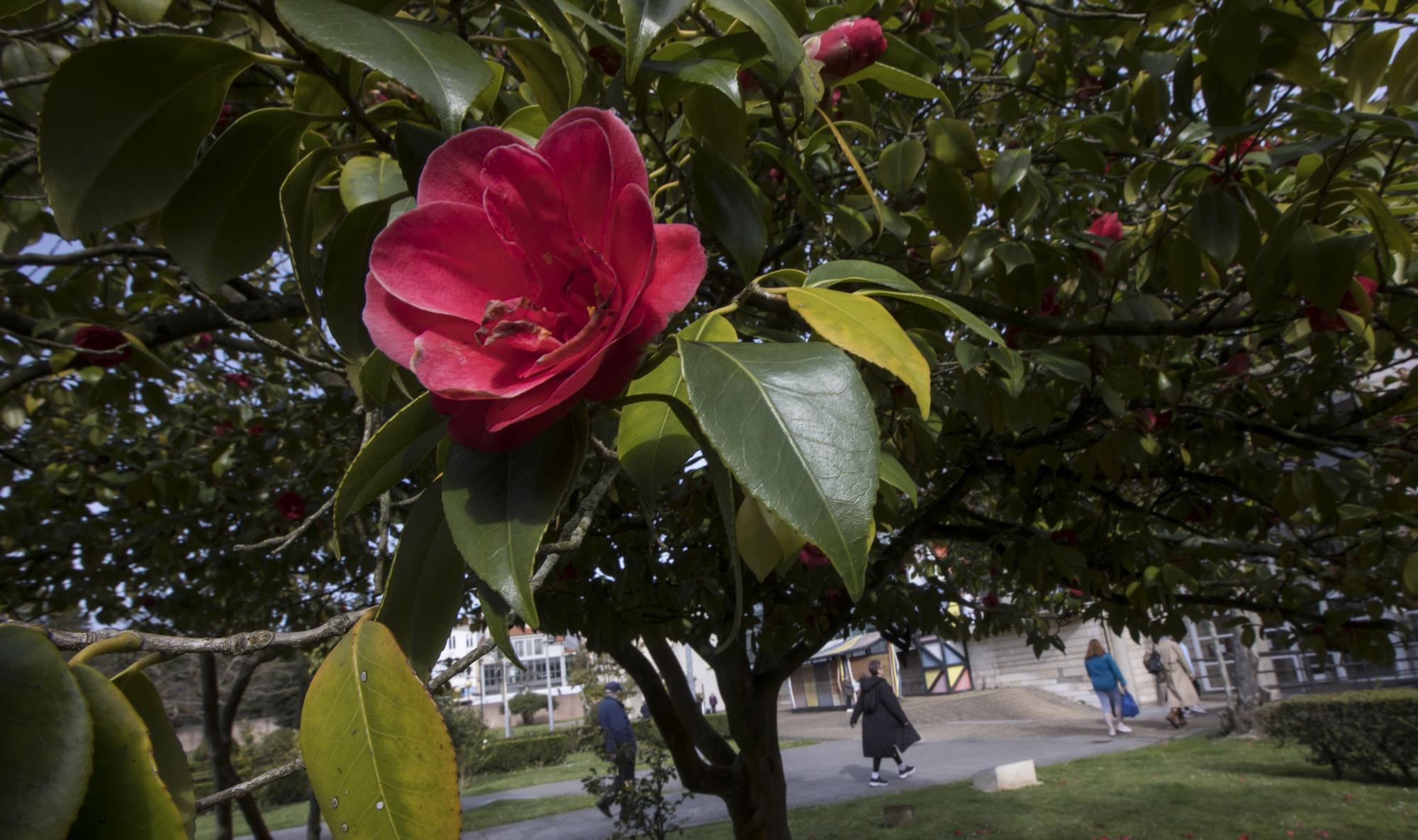 La primavera ya está llegando y así se deja notar en Avilés