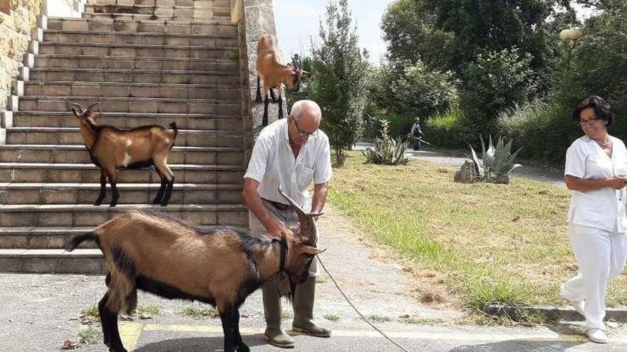 Las cabras toman el Hospital del Naranco